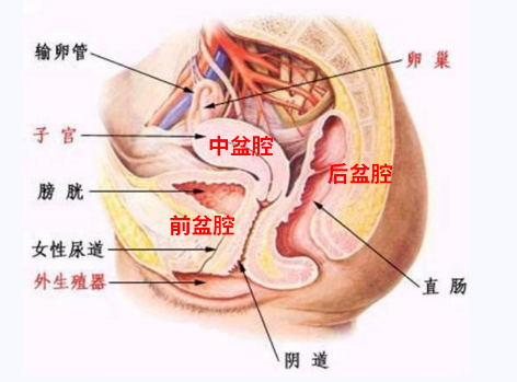 產(chǎn)后盆底康復(fù)，要不要做？